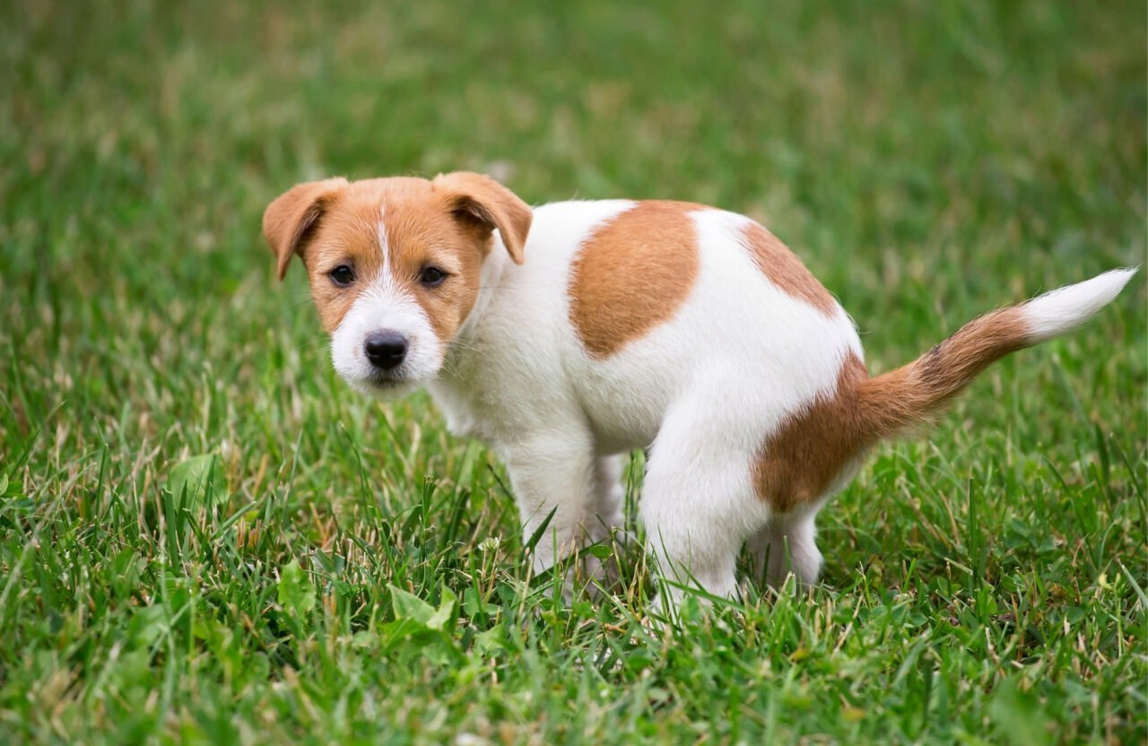 Köpekler Neden Dışkı Yer? Köpeklerin Dışkı Yemesini Önlemenin Yolları